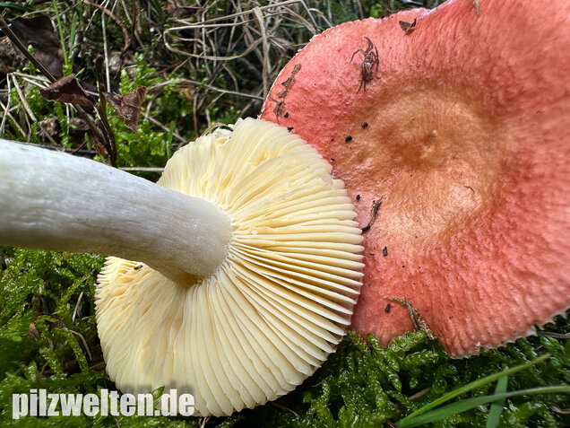 Milder Glanztäubling, Russula nitida
