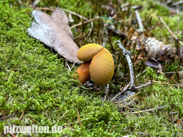 Nadelholzröhrling, Nadelholz-Pulverröhrling, Buchwaldoboletus lignicola