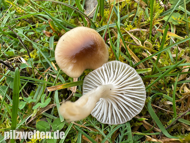 Ockerblasser Jungfernellerling, Cuphophyllus ochraceopallidus