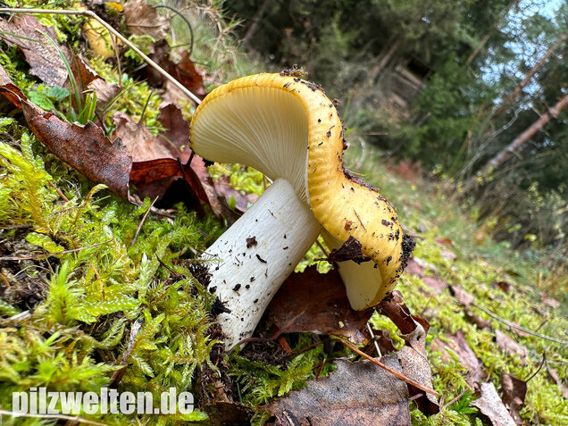 Ockergelber Täubling, Zitronentäubling, Russula ochroleuca