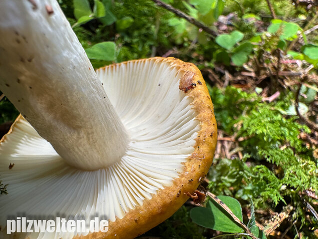 Ockergelber Täubling, Zitronentäubling, Russula ochroleuca