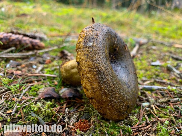 Olivbrauner Milchling, Lactarius turpis