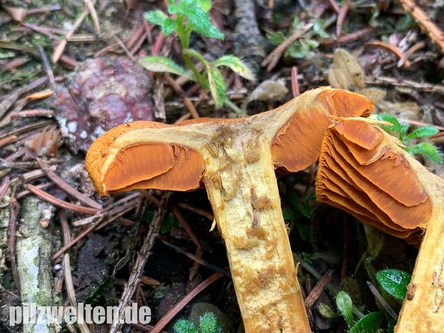 Orangefuchsiger Raukopf, Cortinarius orellanus
