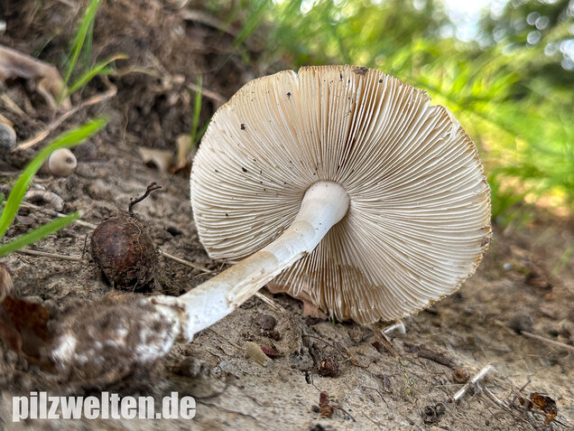Pantherpilz, Pantherwulstling, Amanita pantherina
