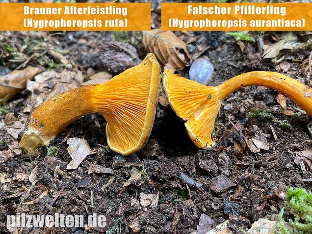 Falscher Pfifferling, Afterleistling, Hygrophoropsis aurantiaca