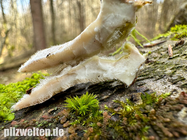 Samtige Tramete, Trametes pubescens