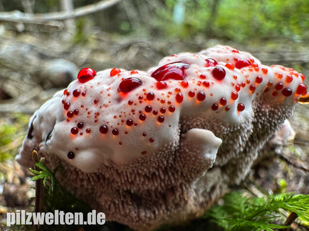 Scharfer Korkstacheling, Blutender Korkstacheling, Hydnellum peckii
