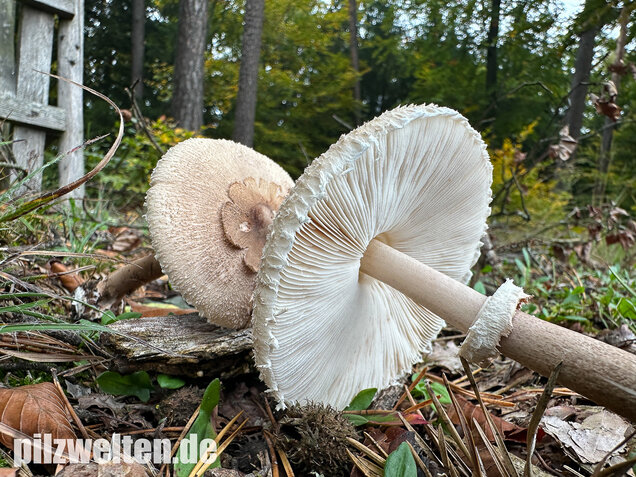 Sternschuppiger Riesenschirmling, Grobscholliger Riesenschirmling, Macrolepiota rhodosperma