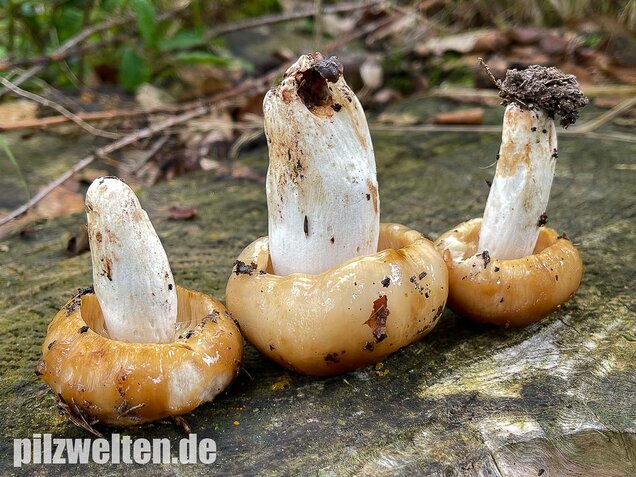 Stinktäubling, Russula foetens