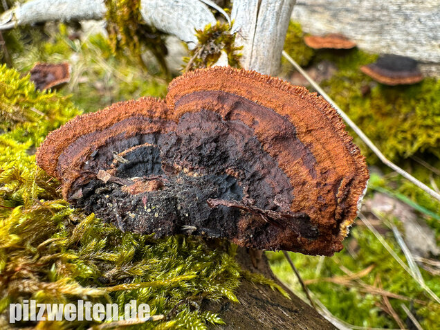 Tannenblättling, Gloeophyllum abietinum