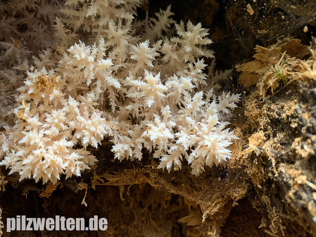 Tannenstachelbart, Hericium flagellum