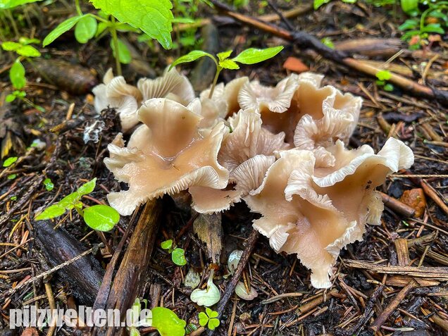 Weißlicher Anistrichterling, Clitocybe fragrans