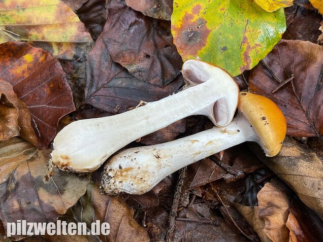 Ziegelgelber Schleimkopf, Semmelgelber Schleimkopf, Cortinarius varius
