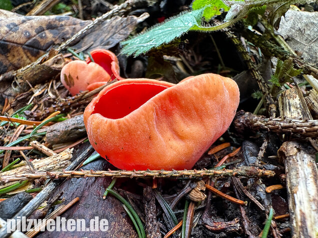 Scharlachroter Kelchbecherling, Österreichischer Prachtbecherling, Sarcoscypha austriaca & coccinea