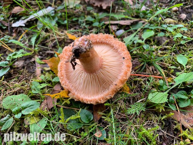 Zottiger Birkenmilchling, Lactarius torminosus