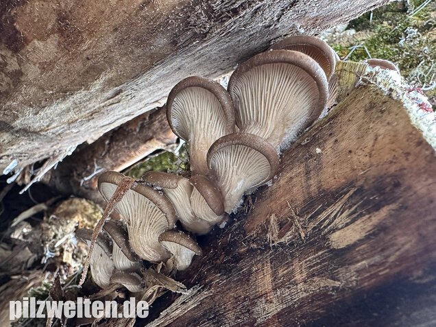Austernseitling, Austernpilz, Kalbfleischpilz, Pleurotus ostreatus
