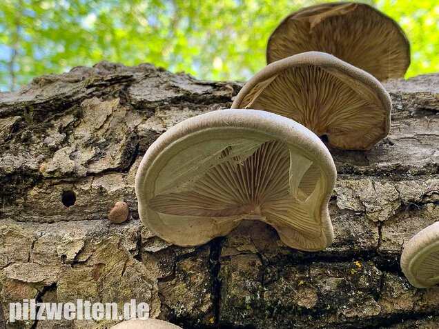 Beschleierter Pappel-Seitling, Pleurotus calyptratus