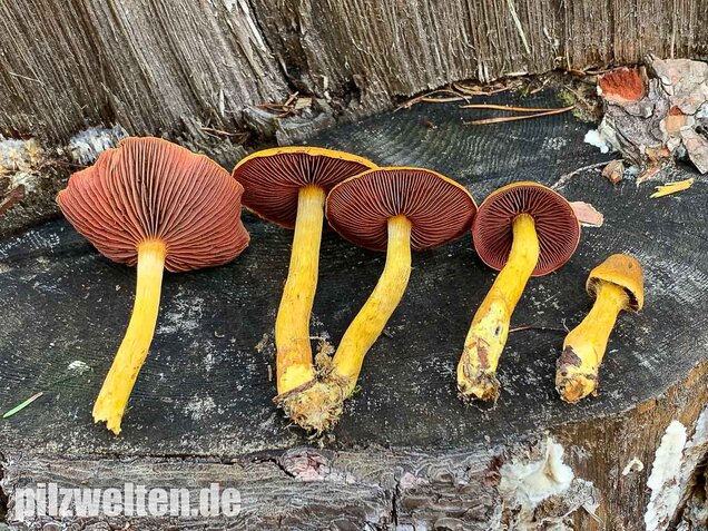Blutblättriger Hautkopf, Cortinarius semisanguineus