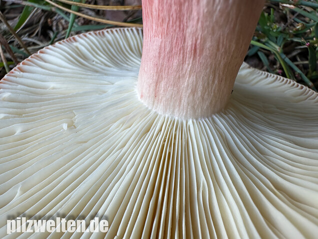 Blutroter Täubling, Bluttäubling, Russula sanguinaria