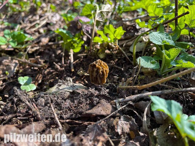 Böhmische Verpel, Verpa bohemica