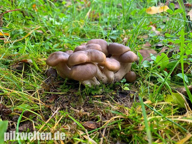 Büscheliger Rasling, Lyophyllum decastes