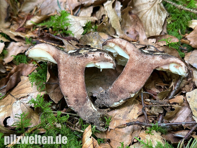 Dickblättriger Schwärztäubling, Russula nigricans
