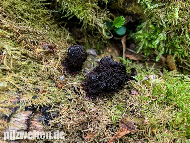 Dunkles Fadenkeulchen, Stemonitis fusca