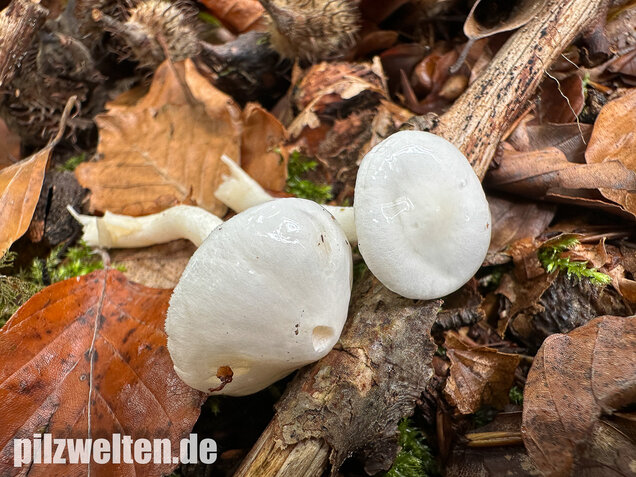Elfenbeinschneckling, Hygrophorus eburneus
