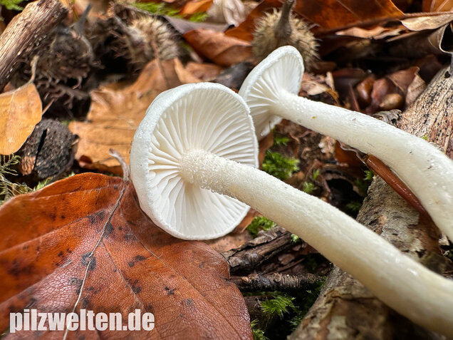 Elfenbeinschneckling, Hygrophorus eburneus
