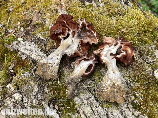 Frühjahrslorchel, Giftlorchel, Gyromitra esculenta