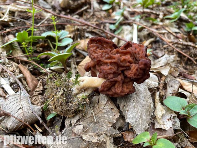 Frühjahrslorchel, Giftlorchel, Gyromitra esculenta