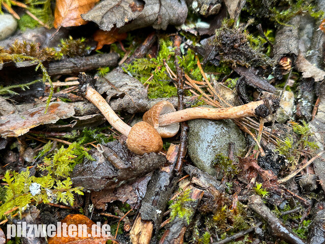 Frühlingsrisspilz, Später Risspilz, Inocybe nitidiuscula