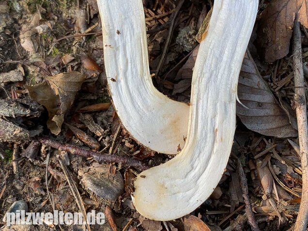 Fuchsigbrauner Schleimkopf, Cortinarius vulpinus
