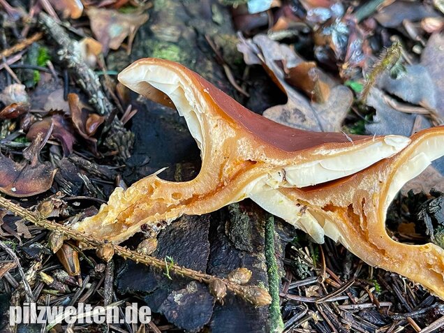 Fuchsiger Röteltrichterling, Paralepista flaccida