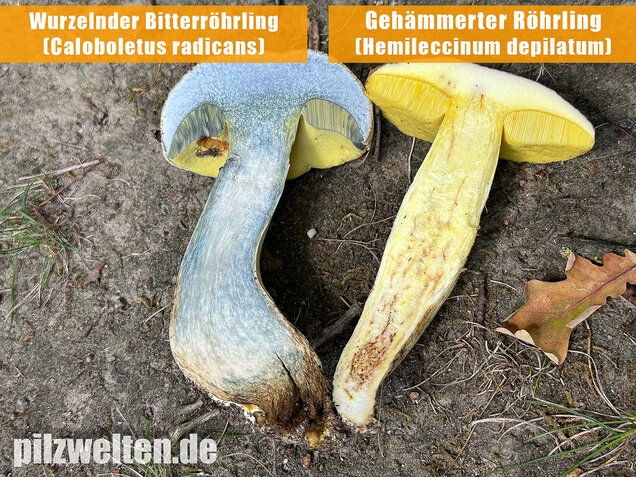 Gehämmerter Röhrling, Hemileccinum depilatum