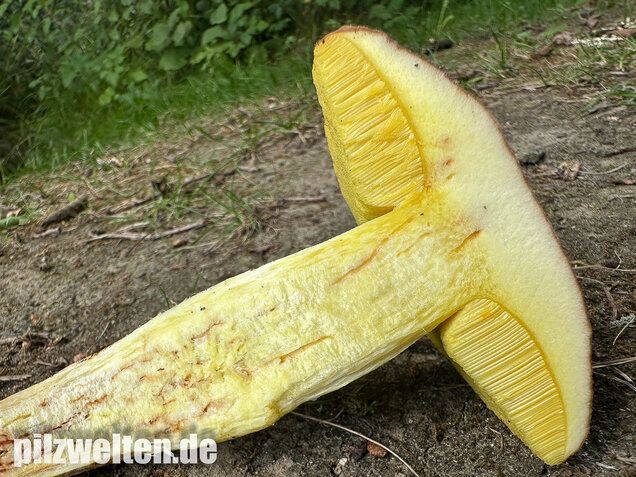 Gehämmerter Röhrling, Hemileccinum depilatum