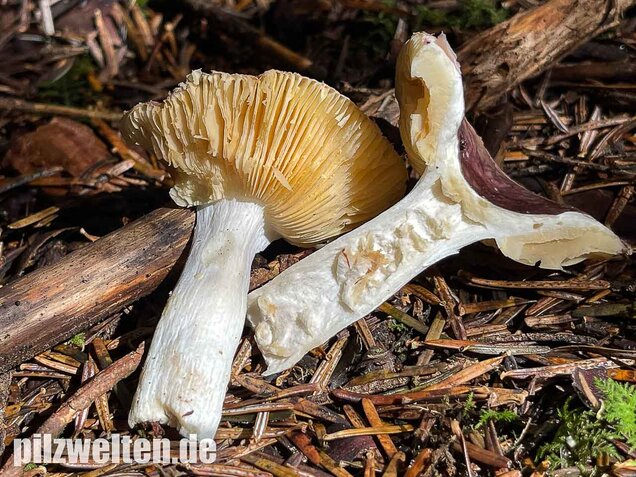 Geriefter Weichtäubling, Russula nauseosa