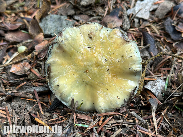 Grünspanträuschling, Stropharia aeruginosa