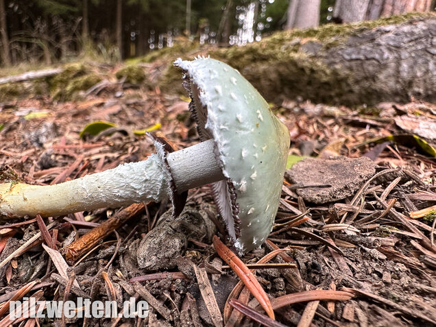 Grünspanträuschling, Stropharia aeruginosa