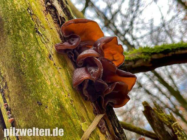 Judasohr, Auricularia auricula-judae