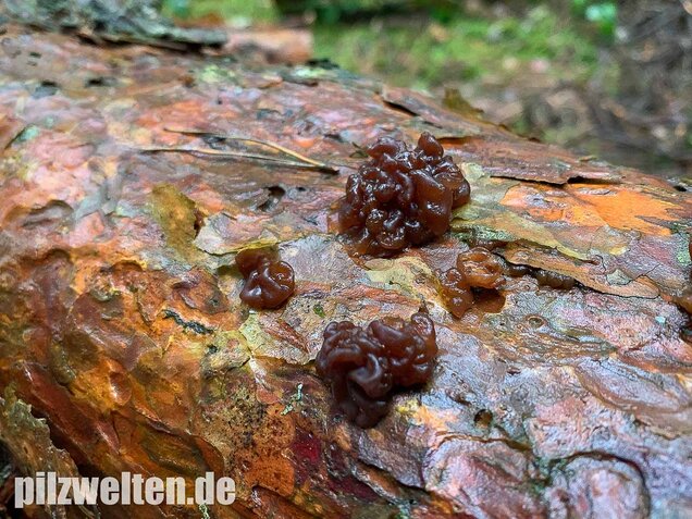 Kandisbrauner Drüsling, Exidia saccharina