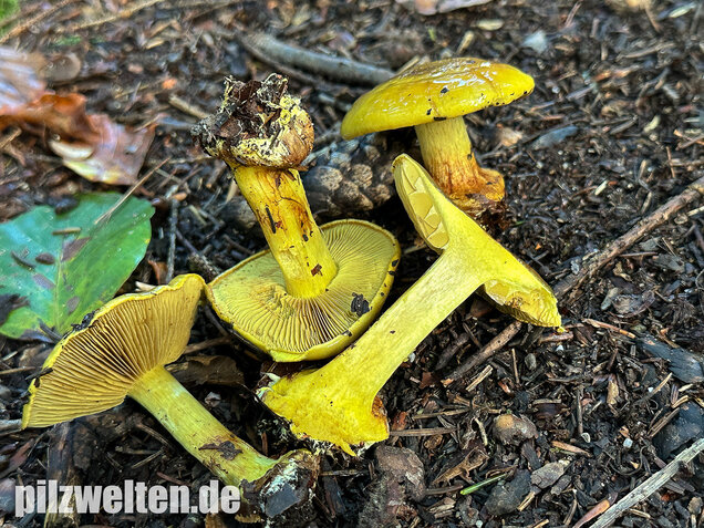 Schöngelber Klumpfuß, Calonarius splendens