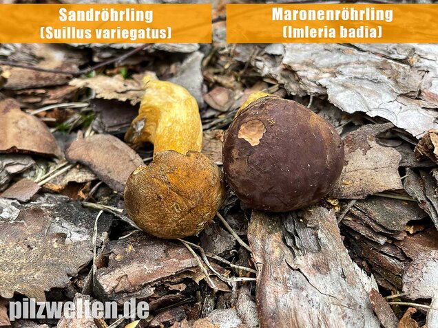 Maronenröhrling, Imleria badia