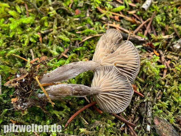 Grauer Mehltrichterling, Clitocybe ditopa