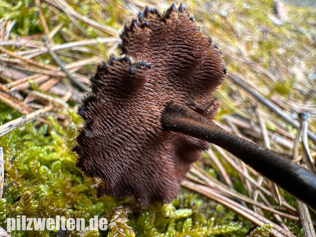 Ohrlöffelstacheling, Auriscalpium vulgare