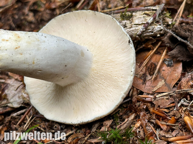 Pfeffermilchling, Lactifluus piperatus
