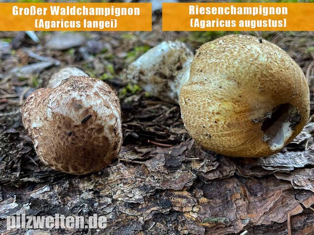 Großer Waldchampignon, Agaricus langei