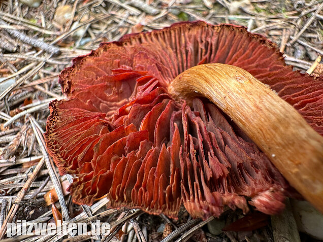 Rotgenatterter Hautkopf, Purpurbrauner Hautkopf, Cortinarius purpureus