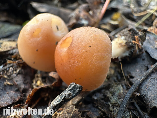 Striegeliger Rübling, Stinkender Frühlingsrübling, Gymnopus hariolorum