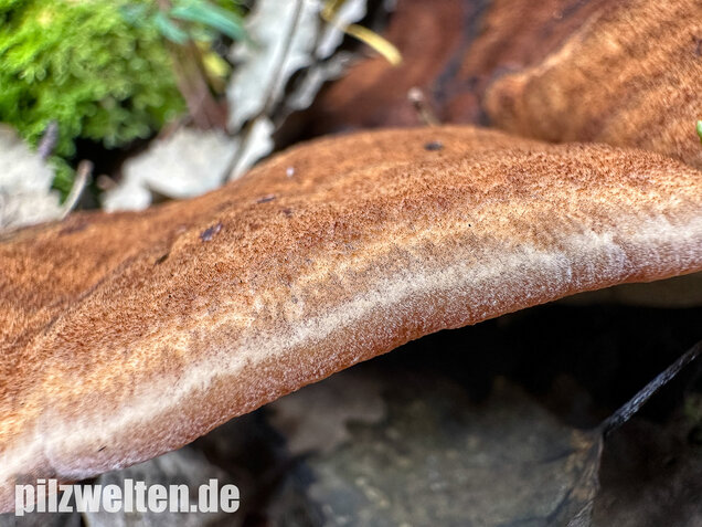 Schwarzgebänderter Harzporling, Nadelholzharzporling, Ischnoderma benzoinum